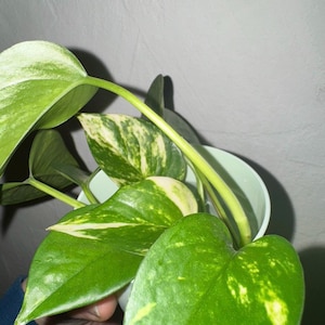 Puede incluir: Primer plano de una planta de potos en maceta. Las hojas grandes, en forma de corazón, son de un verde vibrante con variegaciones blanco crema. La planta está en una maceta blanca y el fondo es gris neutro.