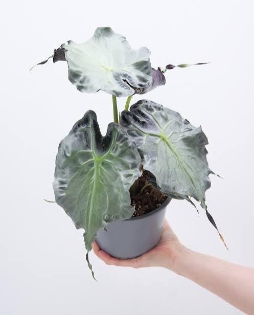 Alocasia venom - Etsy 日本