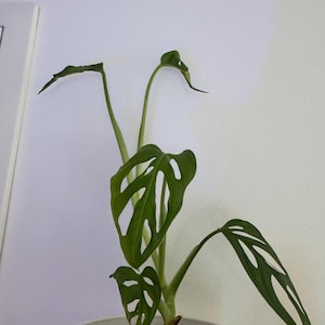 monstera mit korb Monstera Deliciosa (Fensterblatt)