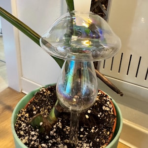 Wasserspender pflanzen - Etsy.de