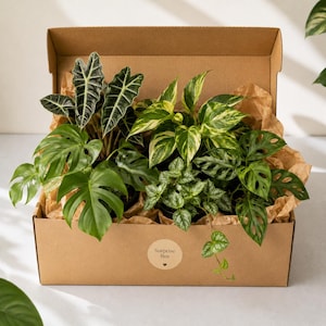 Puede incluir: Una caja de envío de cartón llena de varias plantas de interior en macetas, envueltas en papel de seda marrón. La caja presenta una etiqueta circular con el texto Surprise Box y un pequeño icono de corazón. Las plantas incluyen una Alocasia, un Pothos variegado, una Monstera y una enredadera.