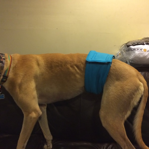 Belly Band for Dogs Etsy