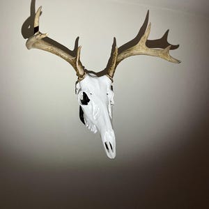 May include: A white painted deer skull with large, light brown antlers. The eye sockets are black. The skull is mounted on a wall, with the antlers casting a shadow. A decorative item.