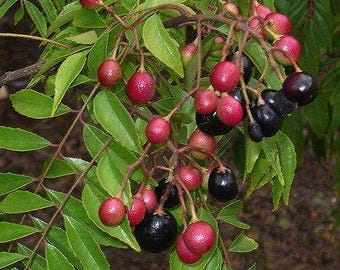 Fresh Curry Tree Seeds - Grow Your Own Flavor! - Etsy