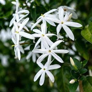 Puede incluir: Primer plano de flores de jazmín blancas con pétalos en forma de estrella y centros amarillos. Las flores están rodeadas de hojas y capullos verdes, creando una estética natural y fresca. La imagen resalta la delicada belleza de las flores.