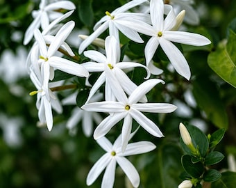 Jazmín Doncella de Orleans, planta viva, flores blancas fragantes, planta de interior y exterior, maceta de 10 cm, enredadera, regalo para amantes de las plantas.