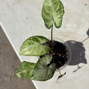 Puede incluir: Una pequeña planta en maceta con hojas estampadas de color verde claro y verde oscuro. La planta está en una maceta de plástico transparente llena de tierra oscura. Las hojas tienen una forma única de punta de flecha.