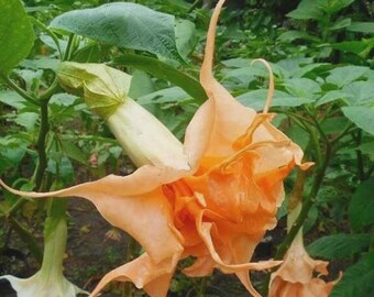 20 Seeds Queeny Lime Orange Zinnias - Annual