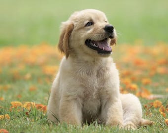 Impression portrait de chien chiot Golden Retriever - Art pour animaux de compagnie à l'extérieur, heureux et adorable
