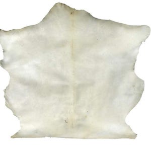 May include: An irregular, off-white animal hide with a smooth, matte surface texture. The hide features natural, organic edges and a central vertical crease, displaying subtle variations in tone across its flat, expansive surface area.