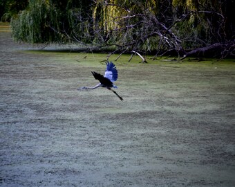 Heron Flight Over Water