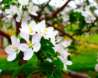 May include: A cluster of white apple blossoms with delicate pink-tinged petals and bright yellow stamens, attached to a brown tree branch with vibrant green leaves, set against a blurred background of a green orchard and additional white flowers.