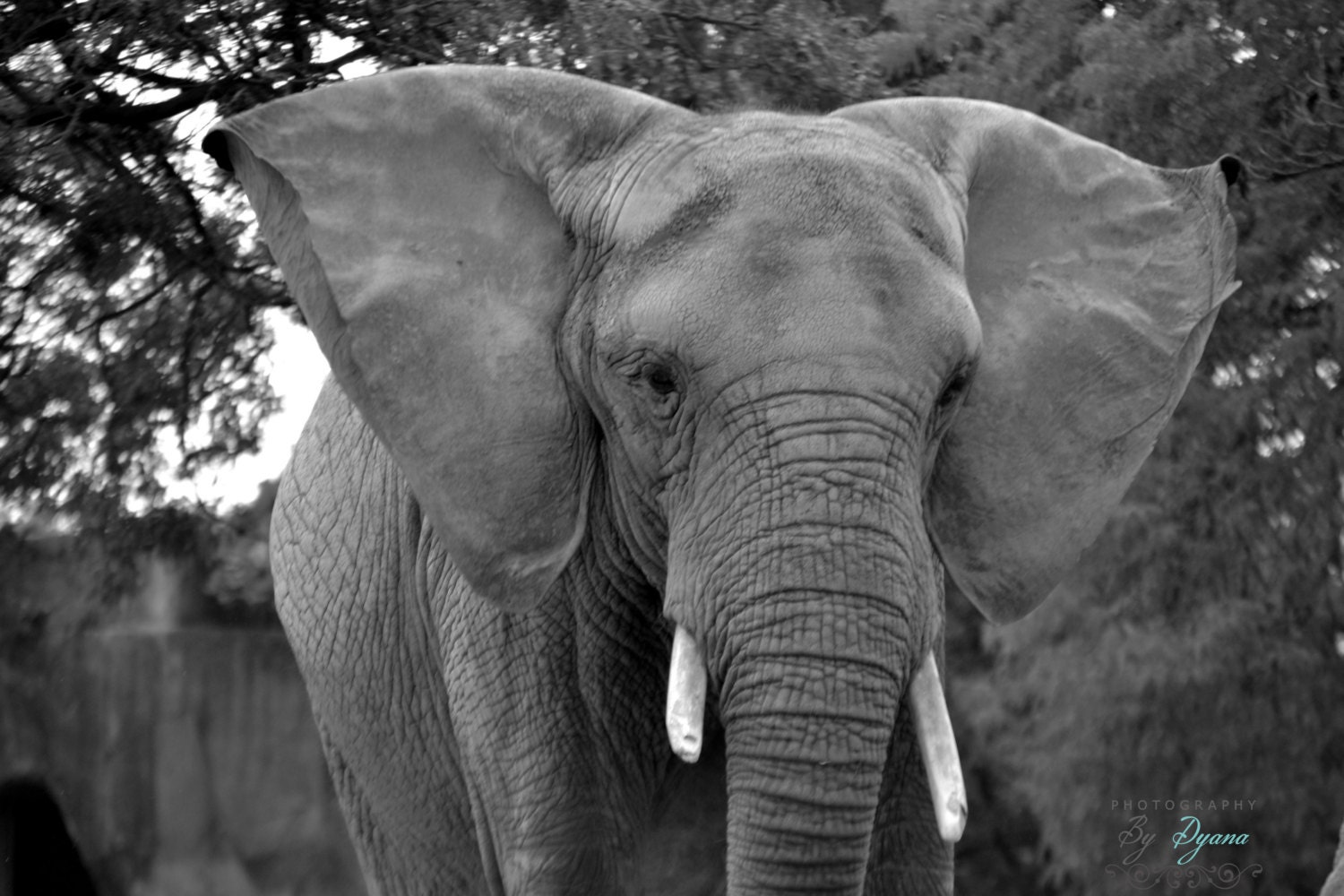 Black and White Elephant Photograph 8 X 10 Etsy