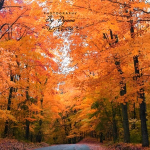 Fall Drive Photograph Photo Many Sizes