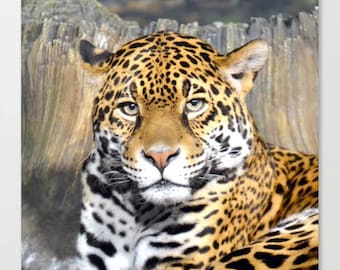 Jaguar Canvas Print 13 x 13