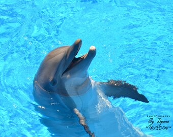 Dolphin Portrait Photography 8x10 and other sizes