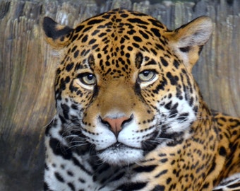 Jaguar Eyes Photo Photography Photography