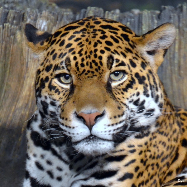 Jaguar Eyes Photo Photography Photography