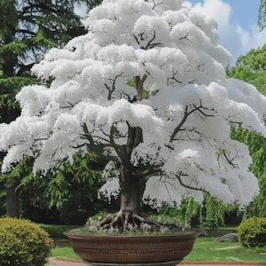 Willow bonsai - Etsy Italia