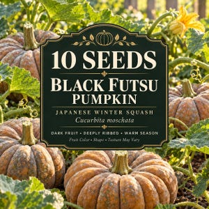 Könnte beinhalten: Ein dunkelgrünes rechteckiges Schild mit weißem Text, der 10 SEEDS BLACK FUTSU PUMPKIN JAPANESE WINTER SQUASH Cucurbita moschata DARK FRUIT DEEPLY RIBBED WARM SEASON Fruit Color Shape Texture May Vary lautet, platziert vor orangen Kürbissen.