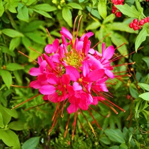 Puede incluir: Primer plano de una vibrante flor rosa con largos y delgados estambres. Los pétalos son de un fucsia brillante, contrastando con el follaje verde del fondo. La flor está en plena floración, mostrando sus intrincados detalles.