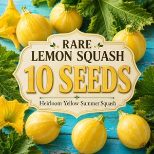 Puede incluir: Una colección de calabazas limón redondas y amarillas con hojas verdes que rodean una etiqueta central que dice RARE LEMON SQUASH 10 SEEDS Heirloom Yellow Summer Squash en letras marrón oscuro y doradas sobre un fondo crema.