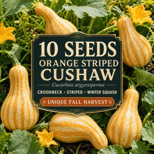 Puede incluir: Una etiqueta de paquete para 10 semillas de calabaza de invierno Cushaw de rayas naranjas, con el texto 10 SEEDS ORANGE STRIPED CUSHAW, Cucurbita argyrosperma, CROOKNECK, STRIPED, WINTER SQUASH y UNIQUE FALL HARVEST, rodeada de plantas de calabaza.