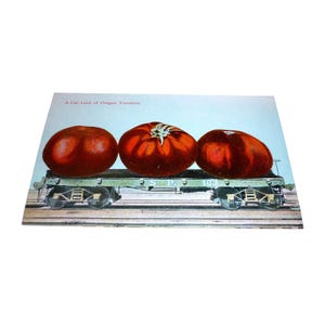 ヴィンテージ誇張ポストカード オレゴントマト トールテイル PNC 3044 サンフランシスコ