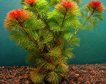 Red Cabomba Aquarium Plant Fast Growing BUY 2 GET 1 FREE