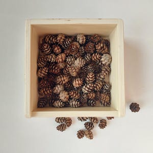 Winzige Hemlocktanne Zapfen für Kunsthandwerk, Miniatur Kiefernzapfen, Natürliche getrocknete Zapfen für Harz Schmuck, Fairy Garden, rustikale Hochzeitsdeko