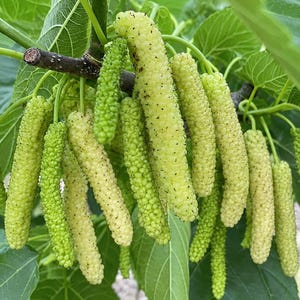 May include: A cluster of long, cylindrical white mulberries hanging from a dark brown branch. The berries have a bumpy, textured surface with small black specks and are surrounded by large, vibrant green leaves with visible veins.