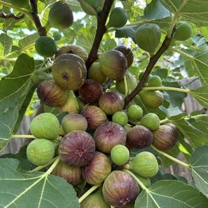 May include: A cluster of ripening figs hanging from a tree branch, featuring a mix of light green and deep purple fruits. The round figs are nestled among large, lobed green leaves, showing various stages of maturity from small to full size.