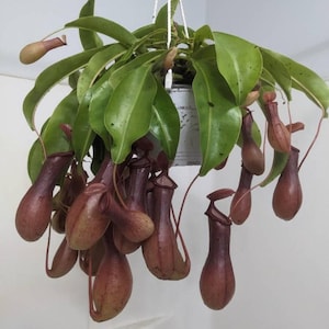 XXLarge Nepenthes Alata Carnivorous Pitcher Plant in 6-Inch Hanging Pot