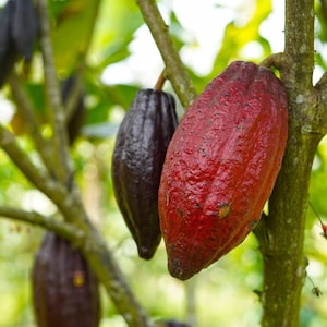May include: A vibrant red cacao pod hangs prominently from a tree branch, featuring a textured, elongated surface. Beside it, a smaller, dark purple cacao pod is visible, both attached to the woody stem amidst green foliage in a natural setting.