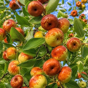 May include: A cluster of jujube fruits hanging from branches with green leaves. The fruits are round and smooth, displaying a gradient of colors ranging from pale yellow to deep reddish-brown, with some showing mottled patterns against a blue sky.