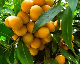 12–18" Live Mango Plum Tree – Tropical Exotic Fruit Plant, Sweet Fruiting Tree