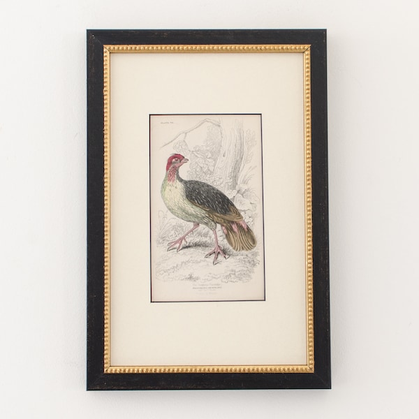 Antique Hand Colored Engravings Framed Sanguine Partridge Bird (Bookplate 7) "The Naturalist's Library" by Sir William Jardine c. 1830