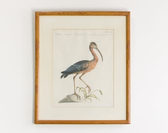 Antique Rare Hand Colored Etching Framed Stork Bird by Saverio Manetti Italian Botanist Ornithologist - 1700's