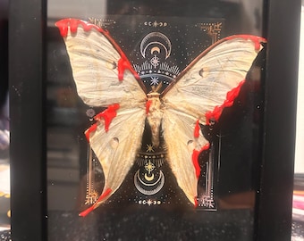 Taxidermia de polilla luna sangrante de 7"x9"