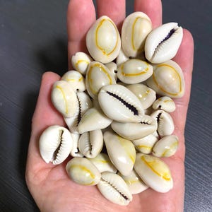 May include: A handful of white cowrie shells with yellow and cream markings. The shells have a smooth, glossy texture and a dark opening. The shells vary in size and are a natural, organic shape.
