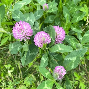 Puede incluir: Primer plano de vibrantes flores de trébol rosa en plena floración, rodeadas de hojas verdes. La imagen muestra la textura detallada de las flores de trébol y el exuberante follaje, sobre un fondo natural de hierba y otras plantas verdes.