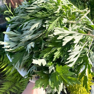 May include: A large white bowl filled with freshly harvested mugwort leaves. The plant features deeply lobed, serrated foliage with a distinct dual-tone appearance, displaying vibrant green on the upper surface and a pale, silvery-white underside.
