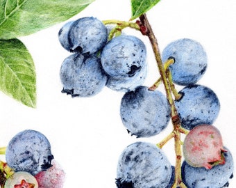 Maine Blueberries