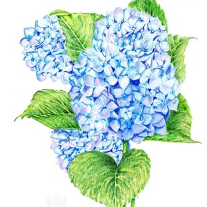 Blue Hydrangea Giclee Print image 2