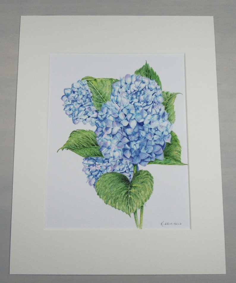 Blue Hydrangea Giclee Print image 3