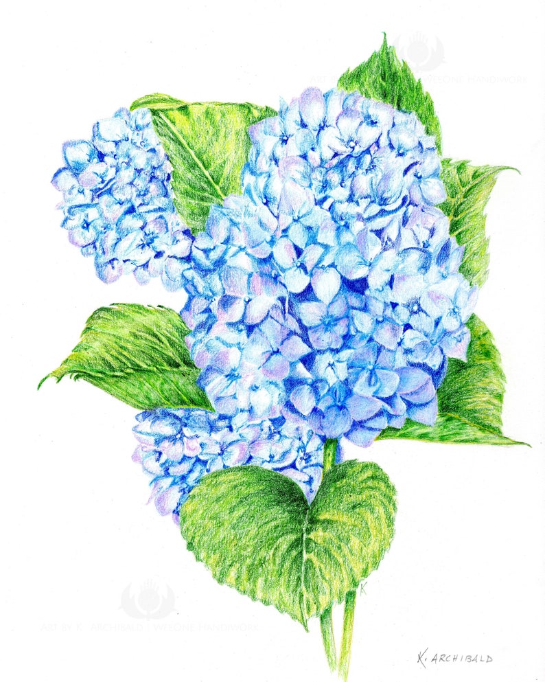 Blue Hydrangea Giclee Print image 2