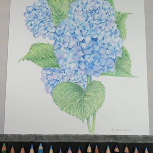 Blue Hydrangea Giclee Print image 4