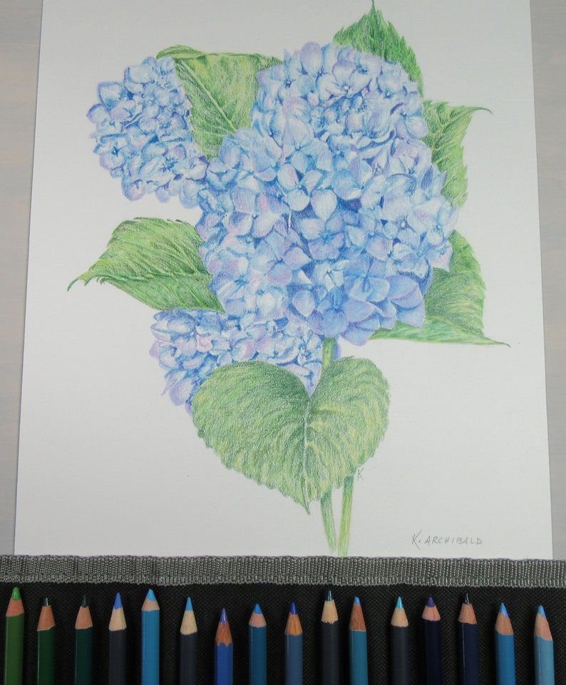 Blue Hydrangea Giclee Print image 4