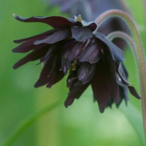 Black Barlow Columbine Seeds 100+ Pcs | Double Black Flowers | Garden Plant Seeds