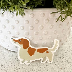 Dackel Vinyl Sticker, 7,5 cm, Tan/rot und weiß gescheckter Langhaar-Dackel, Dackel, Dackel, Dackel, Dackel, Dackel, Dackel, Dackel, Dackel, Dackel, Dackel, Dackel, Dackel, Dackel, Dackel, Dackel Aufkleber